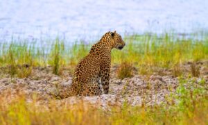 Leopard Safari Yala and Udawalawe Small Group