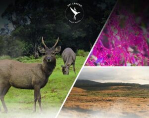 horton plians sri lanka