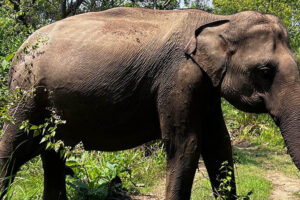 Sri Lanka 2-week itinerary 2026